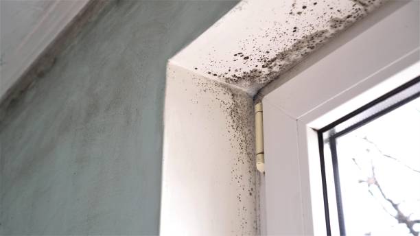 Best Bathroom Mold Remediation in Claremore, OK