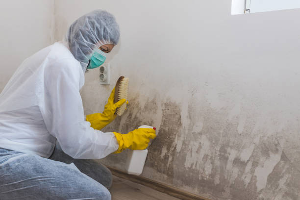 Best Mold Remediation for Specific Building Types in Claremore, OK
