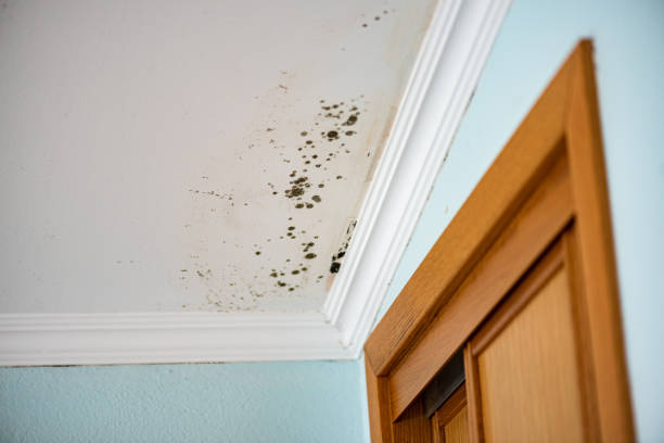 Best Post-Flood Mold Remediation in Claremore, OK