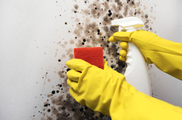 Best Insurance-Related Mold Remediation in Claremore, OK