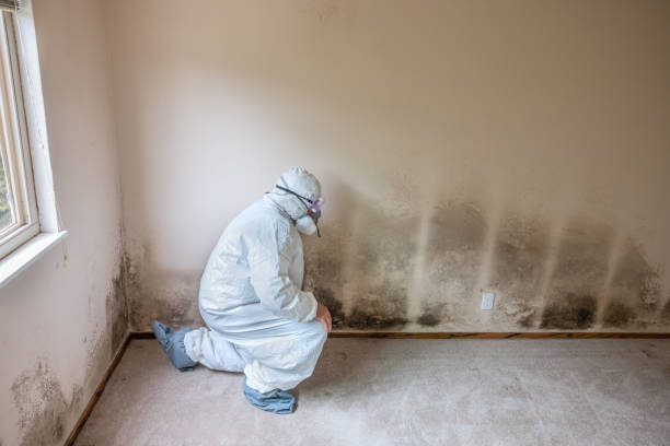 Best DIY Mold Remediation Support Services in Claremore, OK