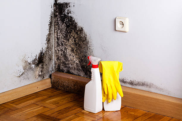 Best White Mold Remediation in Claremore, OK