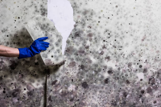 Best Bathroom Mold Remediation in Claremore, OK